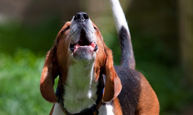 7 most common dog barks interpreted