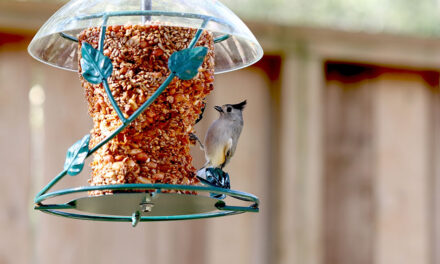 3 tips for using bird feeders in your backyard