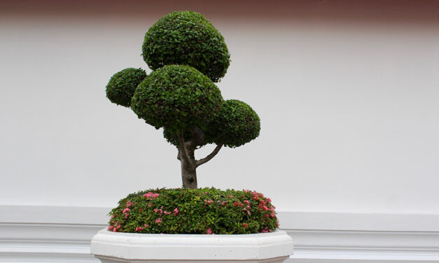 How to care for a bonsai tree correctly