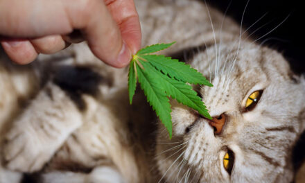Can cats have CBD, too?