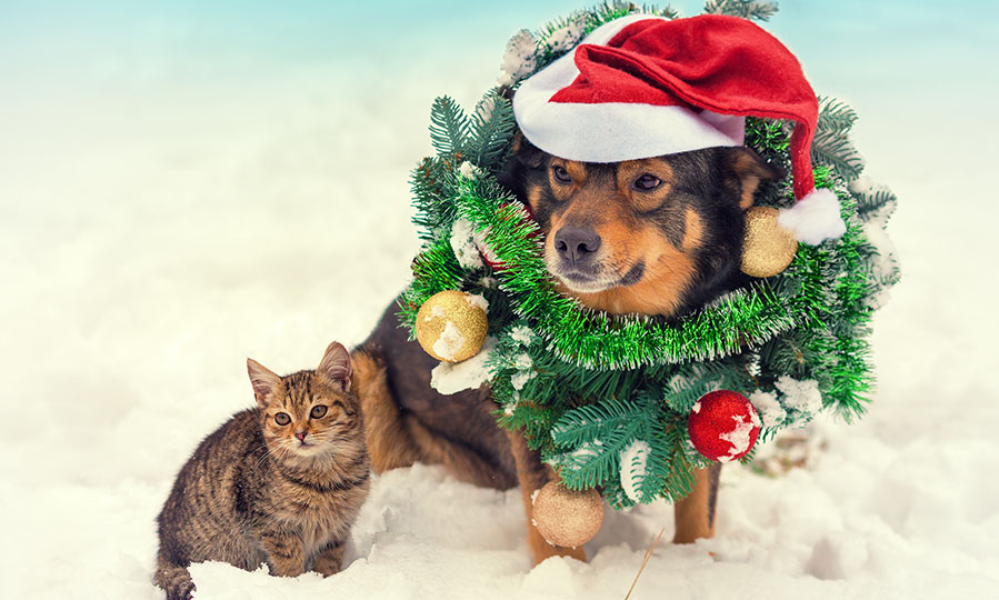 Keep holidays safe and festive for your pets