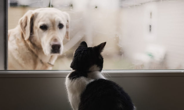10 factors to consider before bringing a new pet home