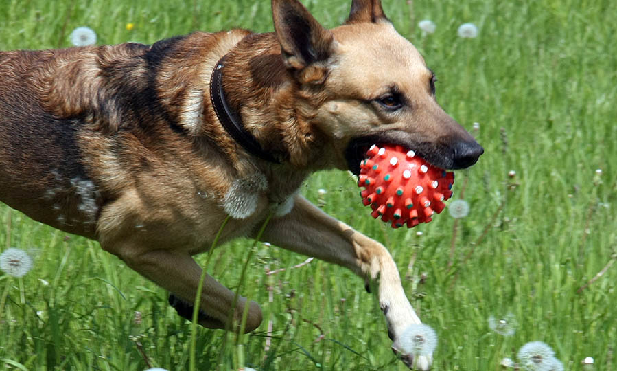 Best fetch toys for big dogs