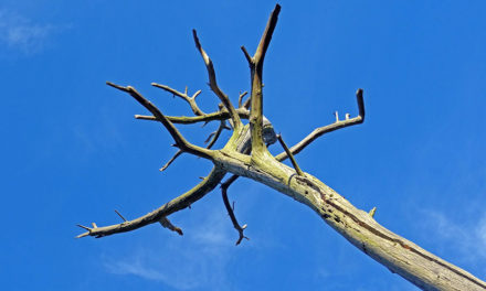 No tree left behind! Top 5 signs you have a dying tree