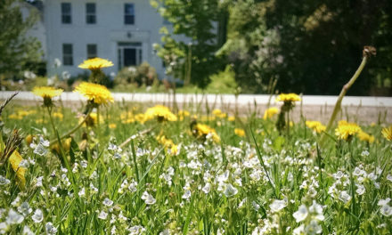 Dandelions maintenance and prevention