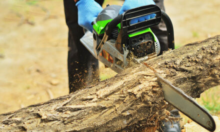 4 reasons for hiring a certified arborist
