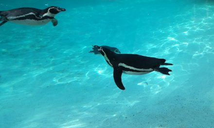 Diving penguins discovered ‘talking’ to each other
