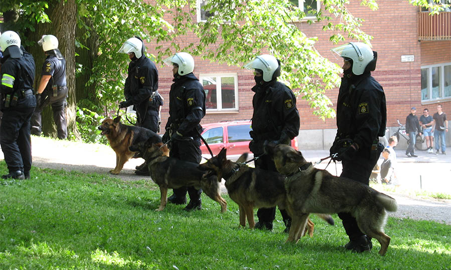 Top 9 dog breeds for police work