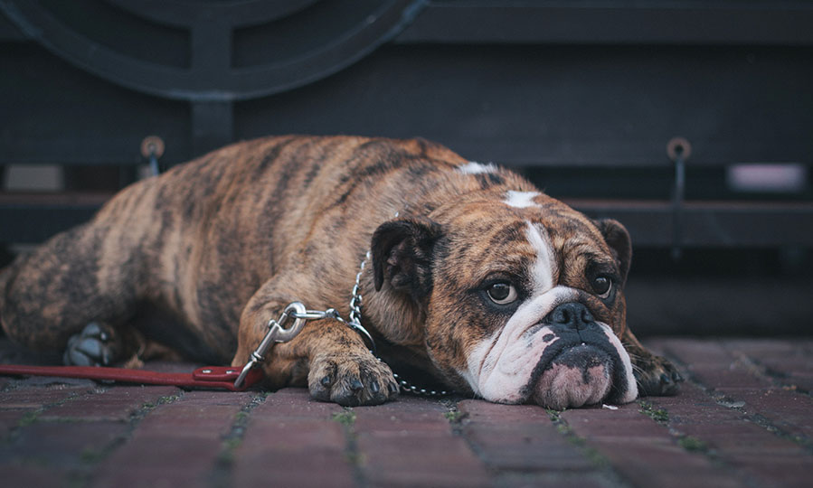 3 things to reduce your pet’s stress while you’re on vacation