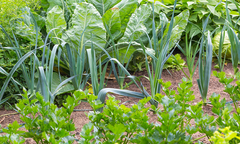 How to start growing your own produce at home