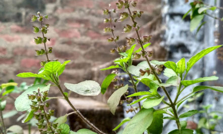Tulsi is a wonder herb. These health benefits are a proof