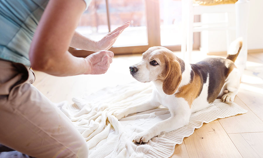 Potty training problems: why does your dog keep having accidents in your house?