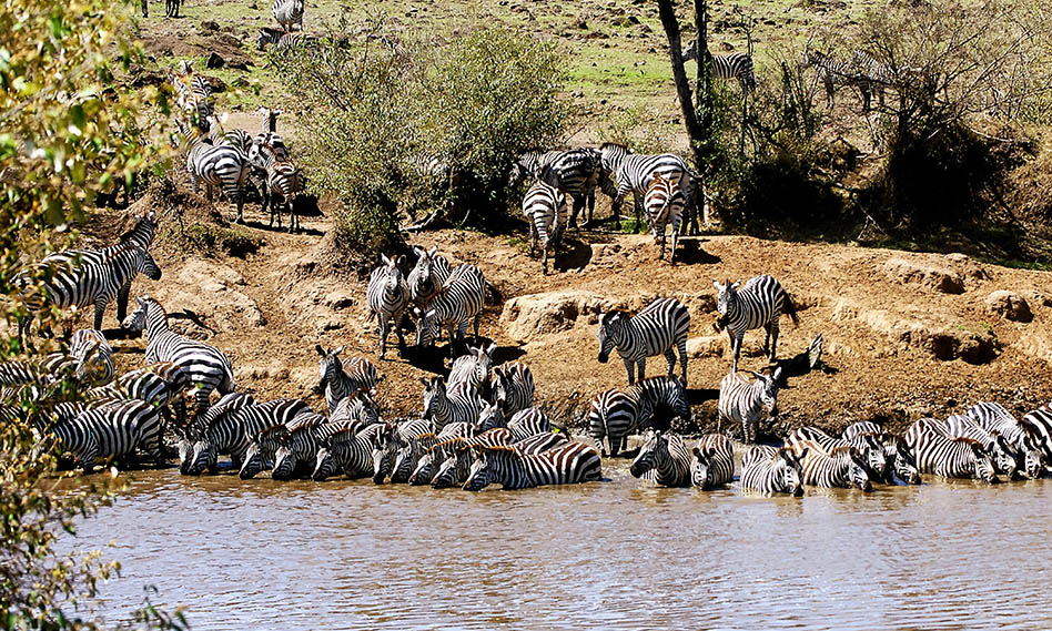 zebras Africa Tanzania